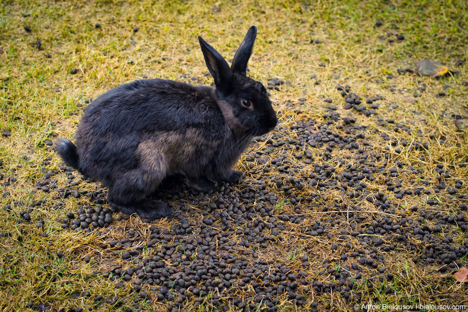 Bunnies dedicated washroom space in Minoru Park (Richmond, BC)