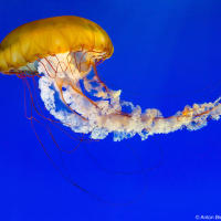 Sea Nettle Sea Nettle