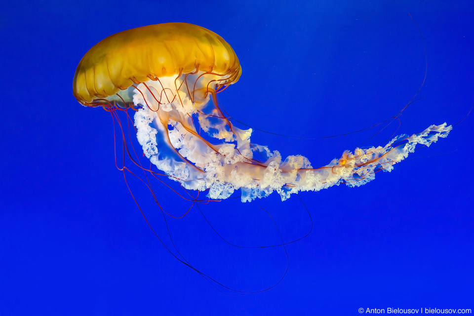 Sea Nettle