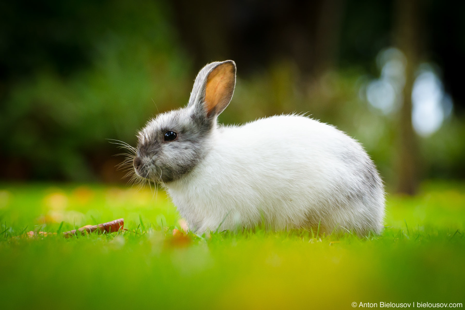 White bunny in Minoru Park grass (Richmond, BC)