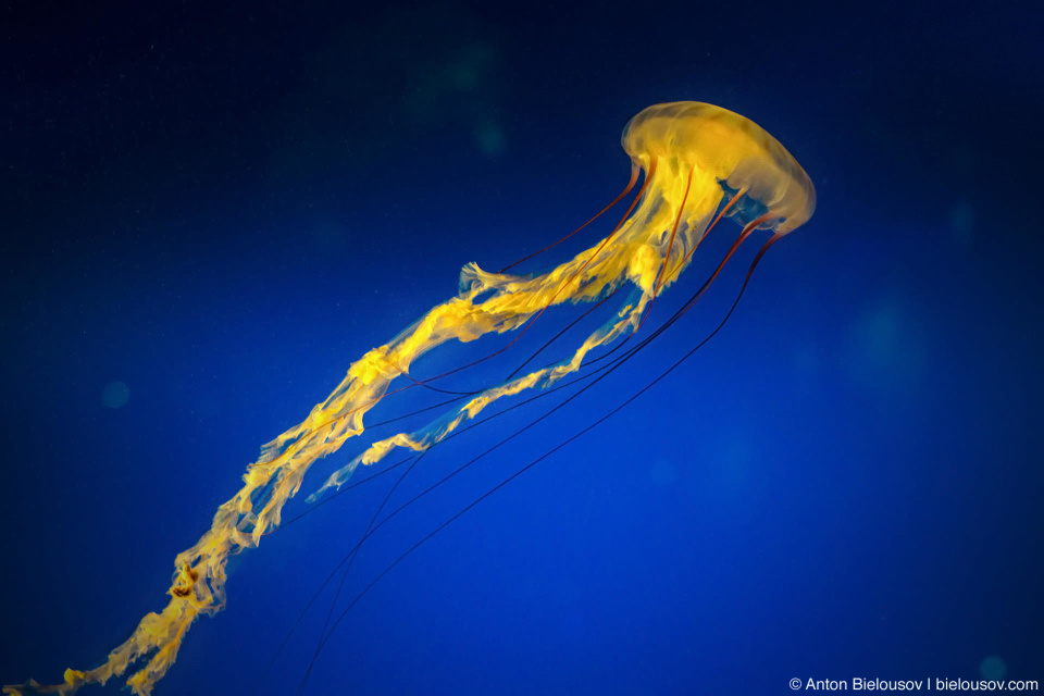 Japanese Sea Nettle