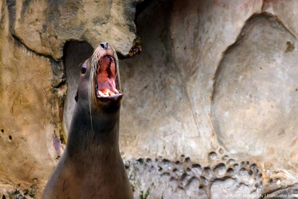 Sea Lion (морской лев)