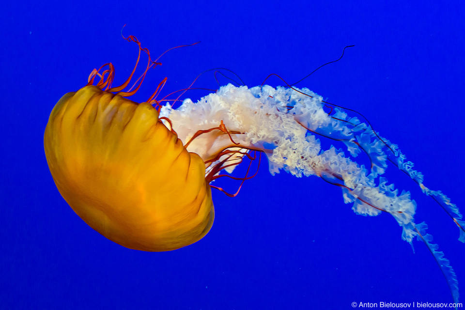 Pacific Sea Nettle (Chrysaora fuscescens) — живут у тихоокеанского побережья Канады, США и Мексики, плотоядны; вооружены сильным (но не смертельным для человека) токсином; охотятся своим хвостом как сетью c шипами и способны захватаить, а с помощью отксина обездвижить пропывающую рыбу