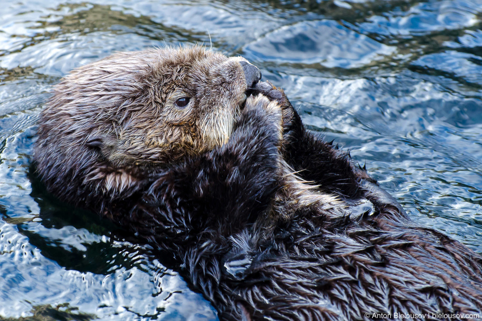 Sea Otter (калан или морская выдра)