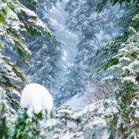 Заснеженный лес на вершине горы Grouse Mountain Заснеженный лес на вершине горы Grouse Mountain