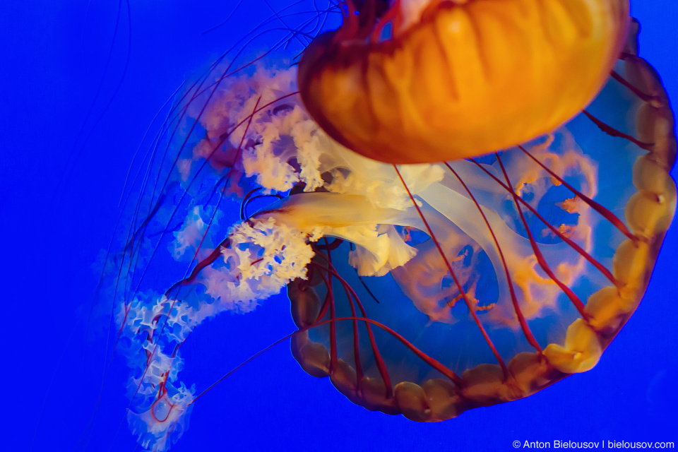 Пара тихоокуанских морских крапив (Pacific Sea Nettle), Vancouver Aquarium