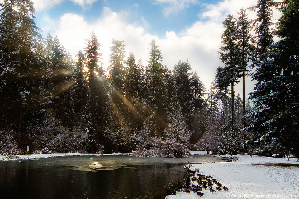 Первый снег в Центральном Парке Барнаби Первый снег в Ванкувере (Burnaby Central Park)
