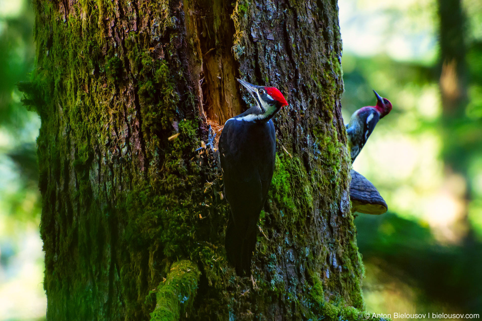 Пара дятлов на замшелом дереве — Pileated Woodpecker и Red-headed Woodpecker