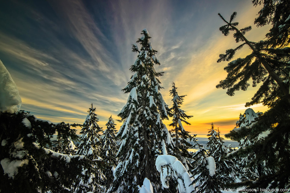 Заснеженные ели на закате на Grouse Mountain