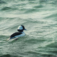 Bufflehead / Малый гоголь или гоголь-головастик