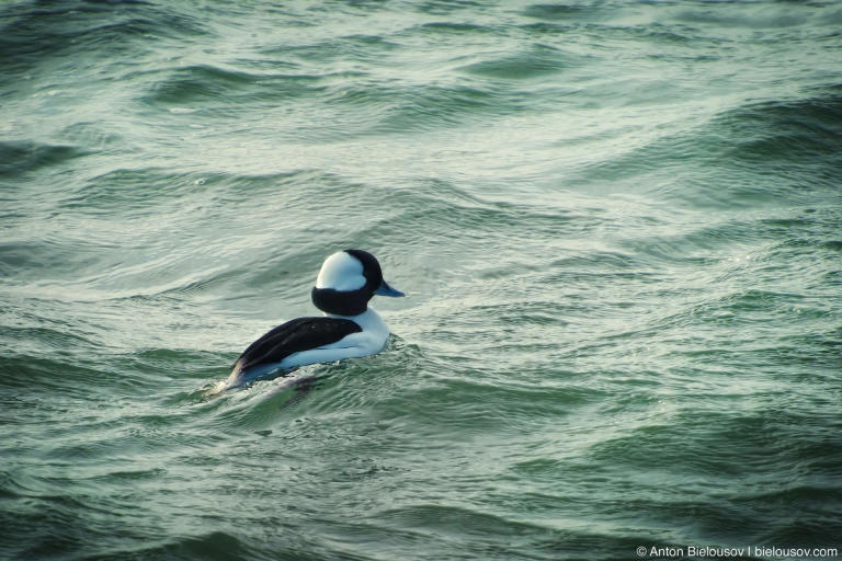 Bufflehead