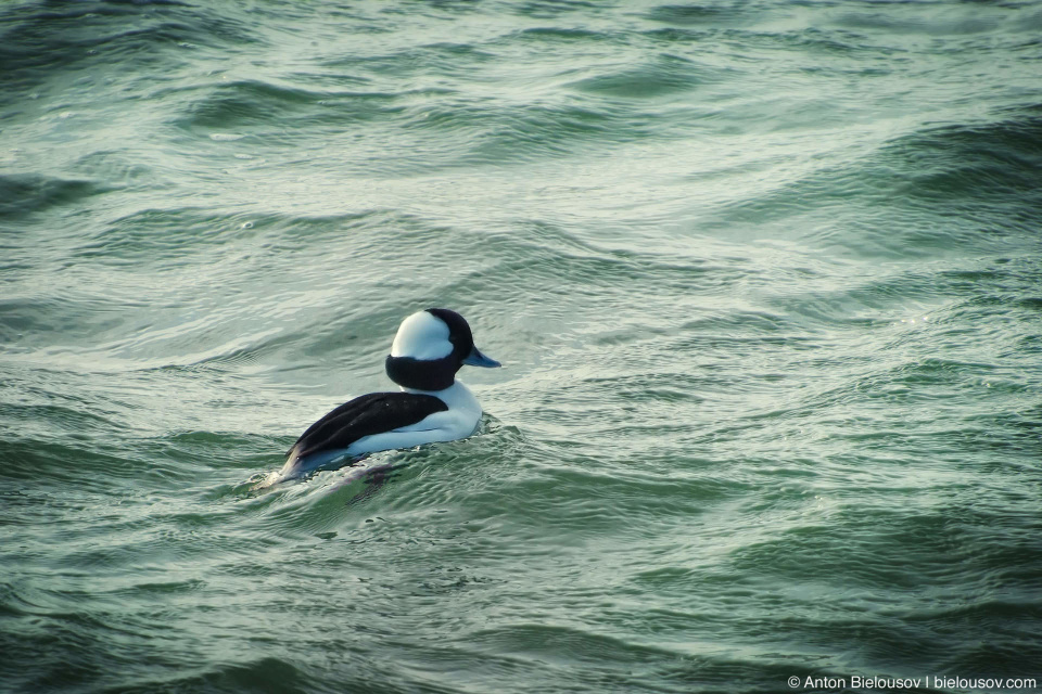 Малый гоголь или гоголь-головастик (Bufflehead)