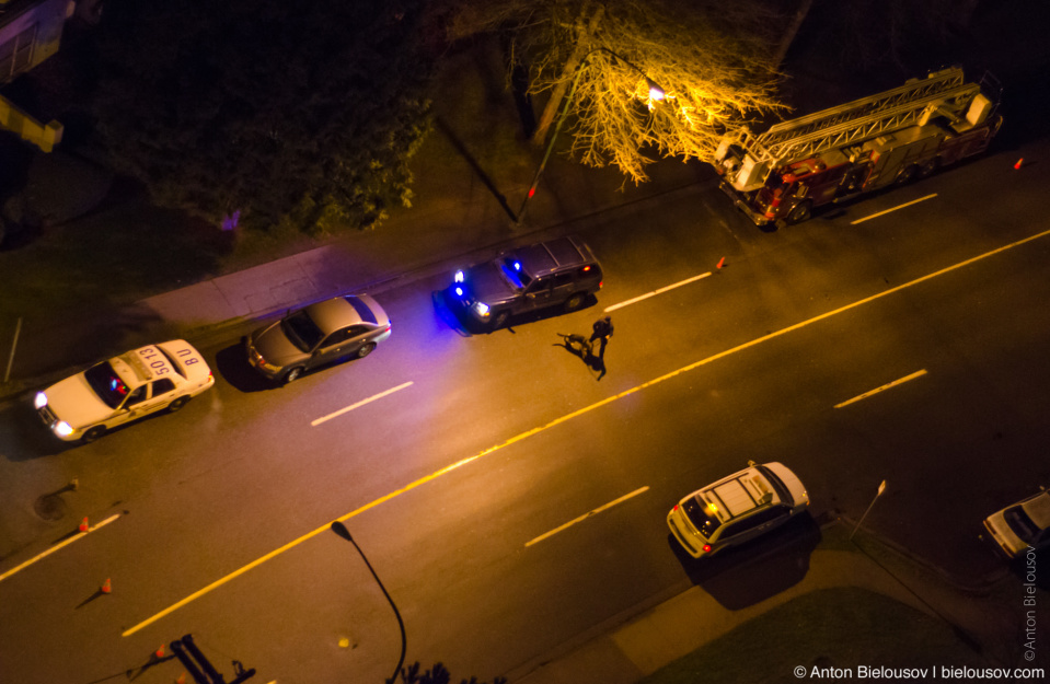 Police dog on crime scene