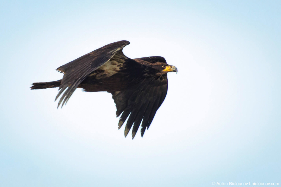 Golden Eagle