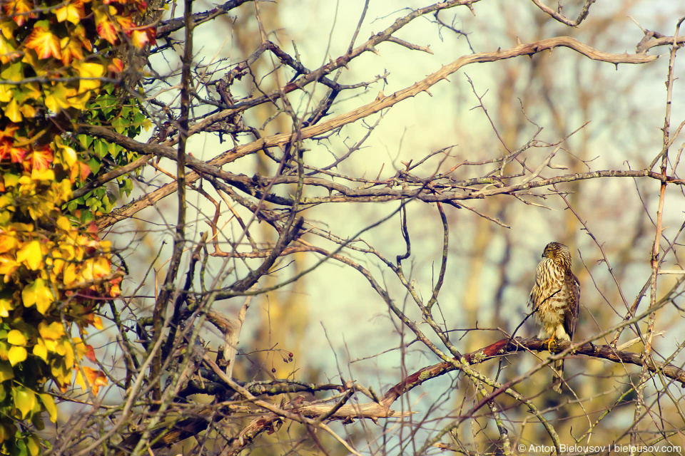 Полосатый ястреб (Sharp-shinned hawk) — в русском языке получил свое имя за полоски на хвосте, в английском — за тонкие длинные щиколотки