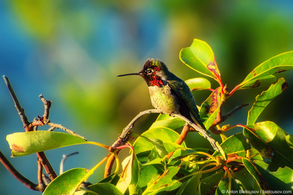 Колибри Калипта Анны (Anna's Hummingbird / Calypte Anna) — самое быстрое позвоночное животное в мире по отношению скорости к длинне тела: в брачный период самцы пикируют вниз с высоты 30м. на скорости свыше 90 км/ч при длинне тела всего 10см.