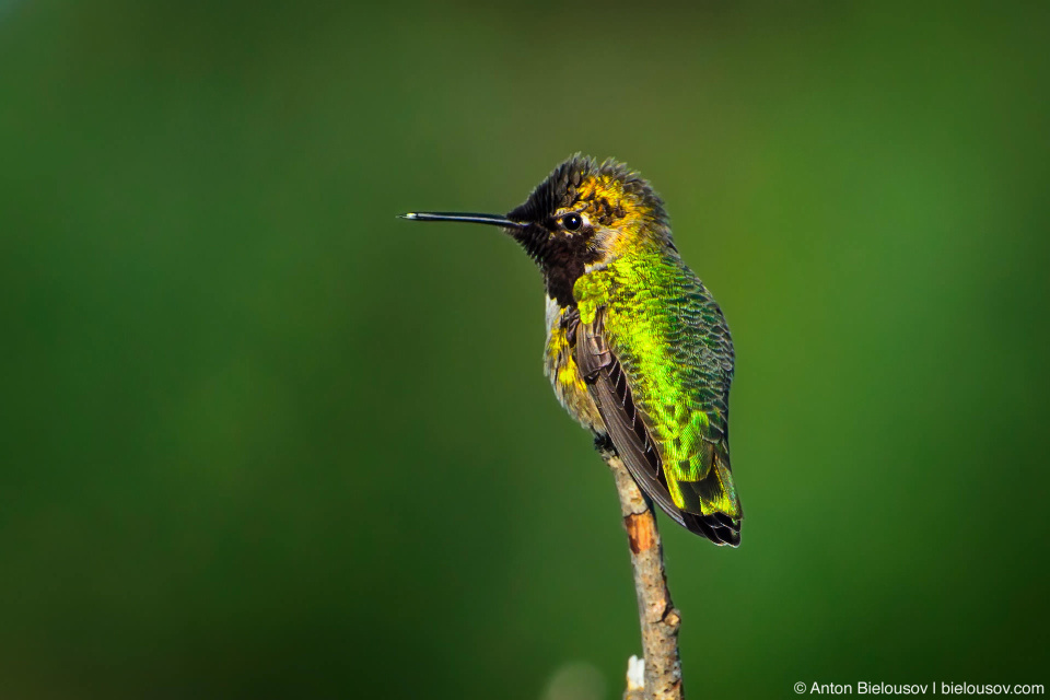 Колибри Калипта Анны (Anna's Hummingbird) – имеет длину до 10 см, размах крыльев до 12 см и вес порядка 4 грамм.