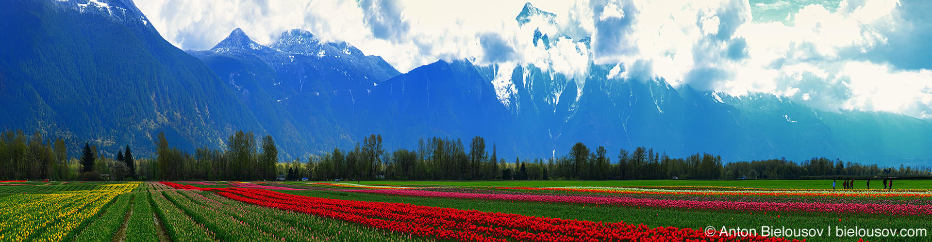 Панорама тюльпановых полей и горы Mt. Cheam в Агассизе (Agassiz, BC)