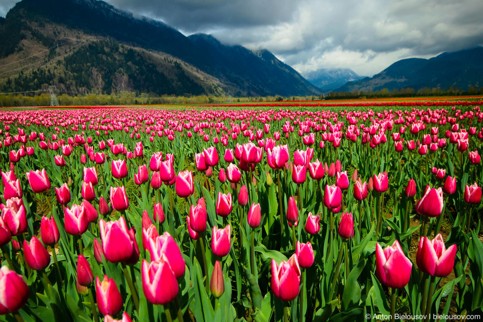 Tulip festival in Agassiz, BC