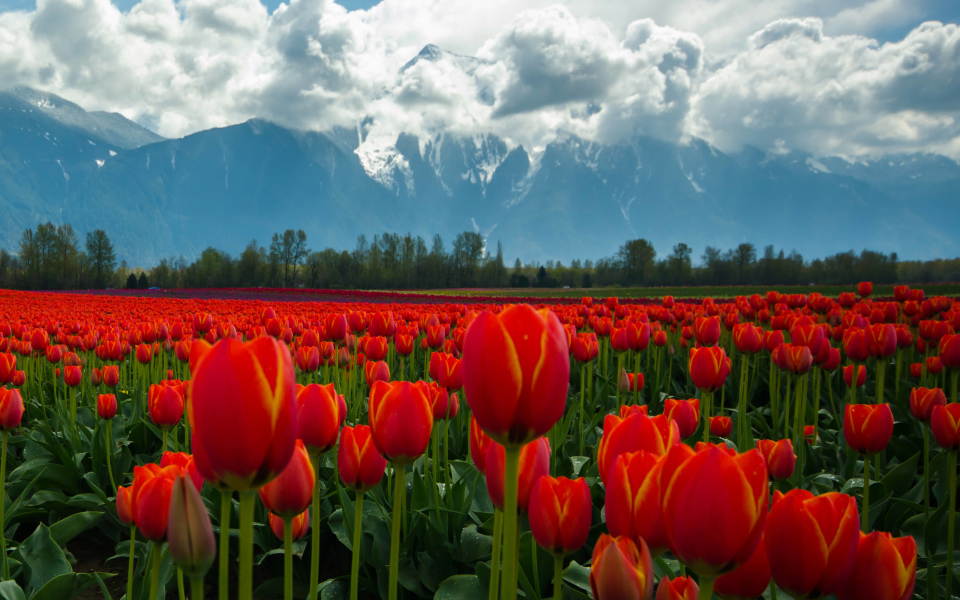 Mt.Cheam during Tulip festival in Agassiz, BC