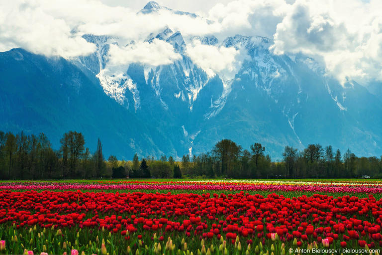 Mt.Cheam during Tulip festival in Agassiz, BC