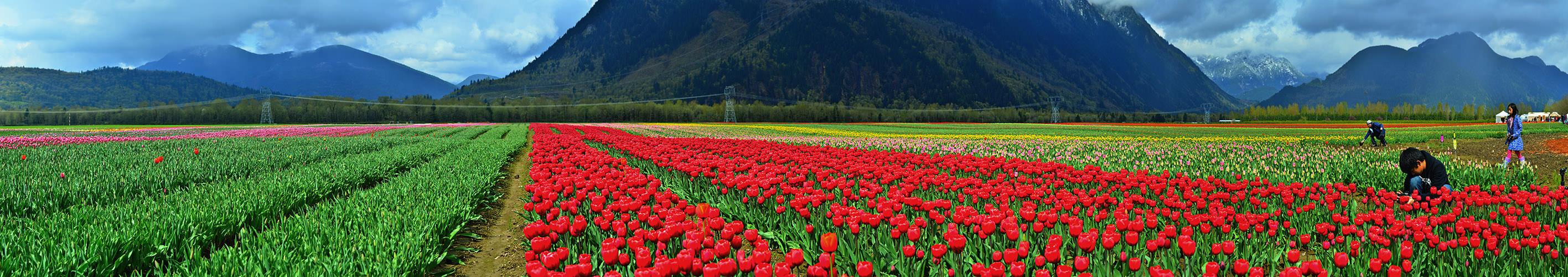 Панорама тюльпановых полей в Агассизе (Agassiz, BC)