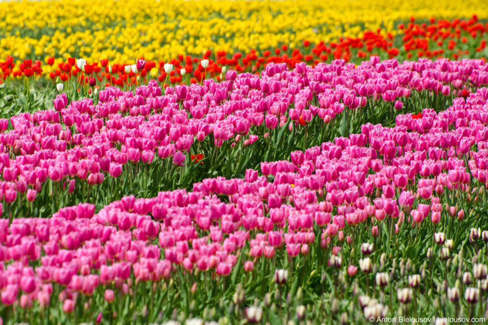 Tulip festival in Agassiz, BC