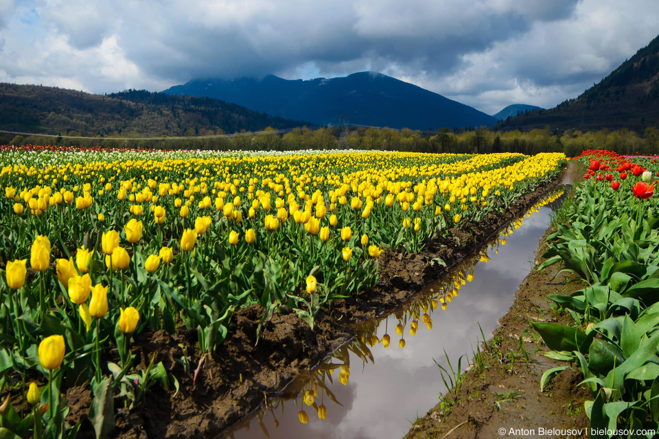 Tulip festival in Agassiz, BC