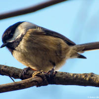 Black-capped Chickadee / Черношапочная гаичка