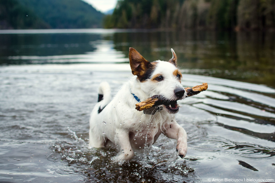 Dogs off-leash beach on Buntzen Lake