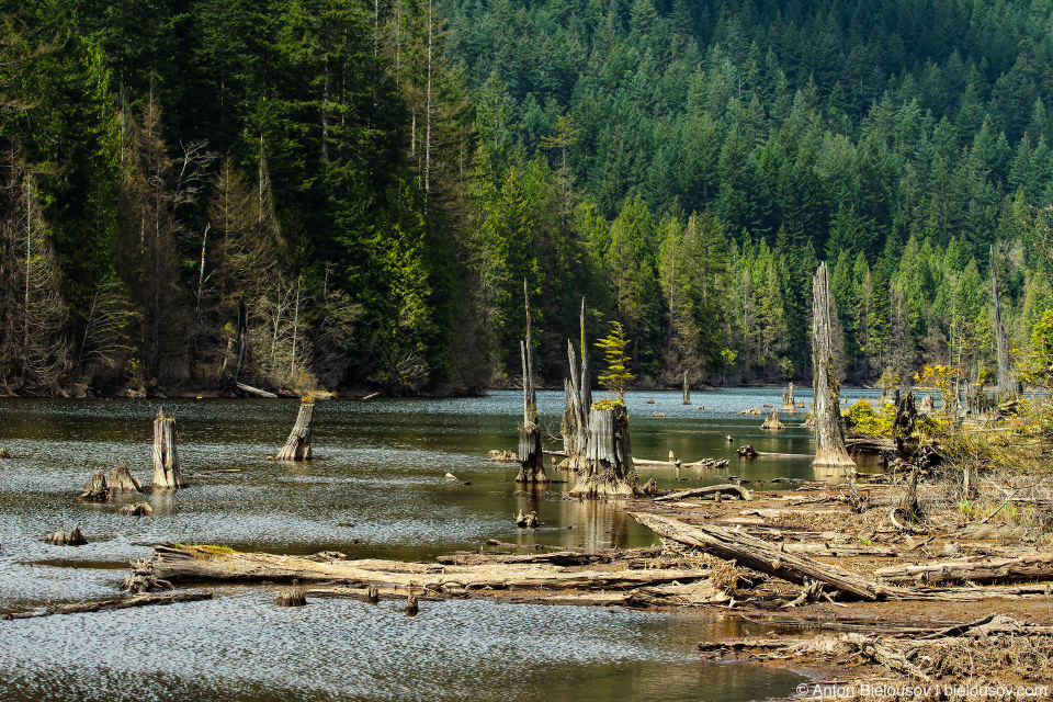 Marsh area near the southern end of Buntzen Lake