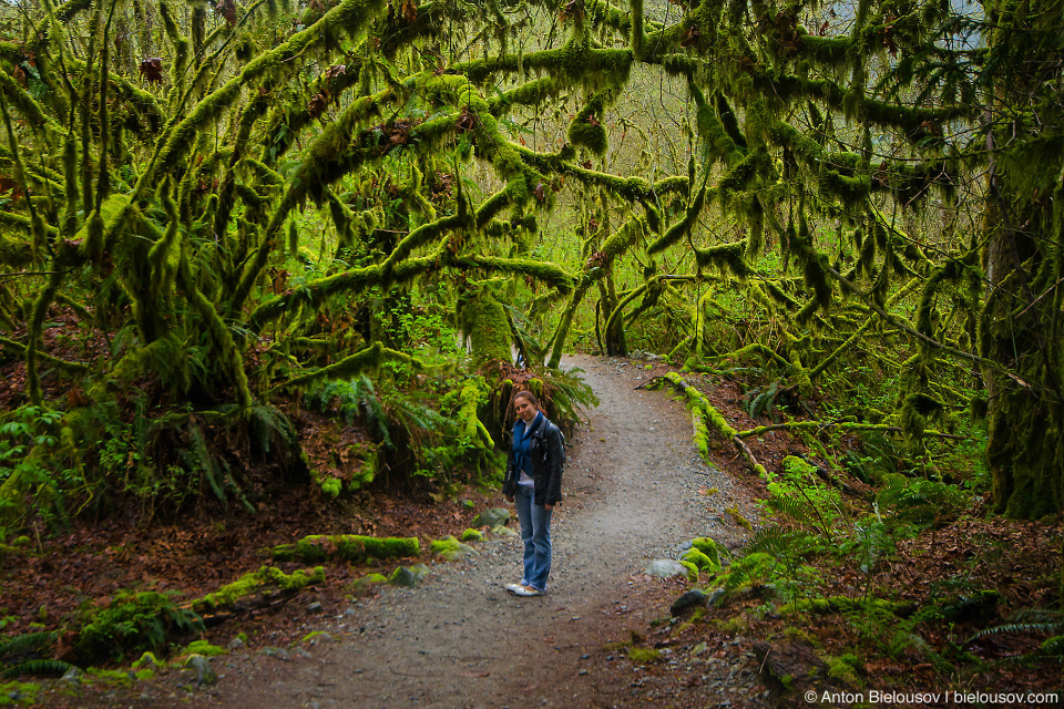 Moss vegetation in forest at Buntzen Lake trail