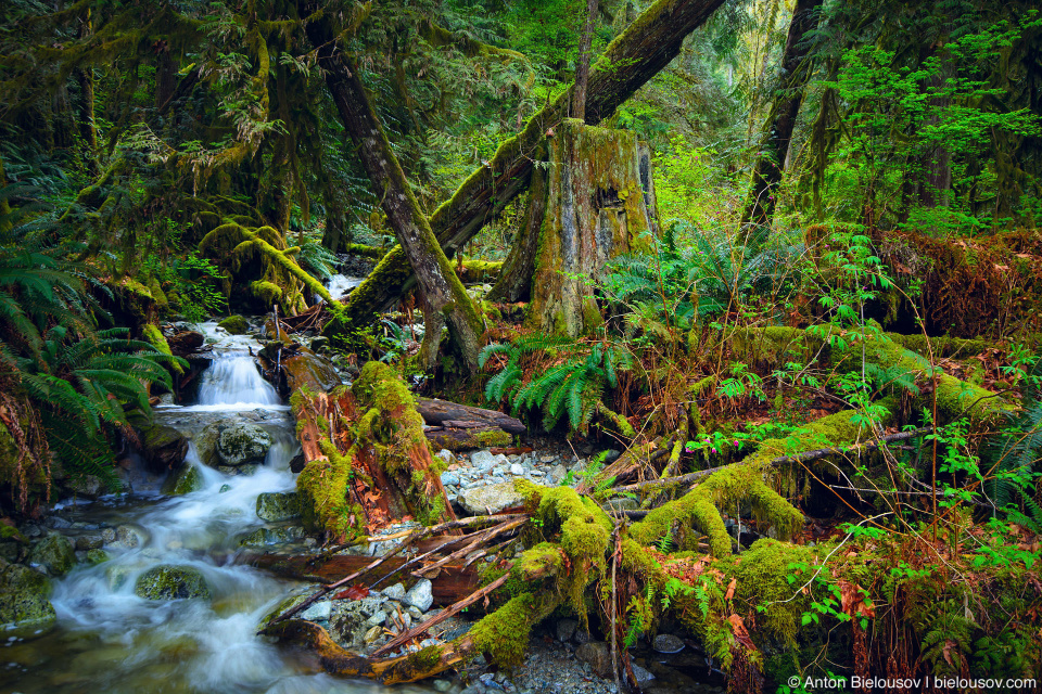 Mountain stream in rainforest from Eagle Mountain down to Buntzen Lake (Vancouver, BC)