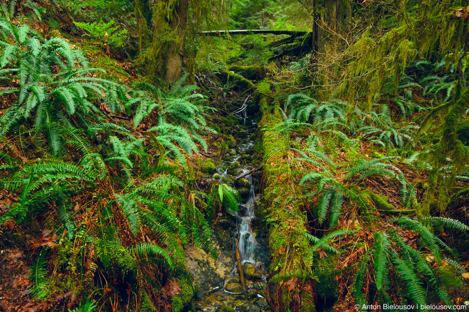 Mountain stream in rainforest from Eagle Mountain down to Buntzen Lake (Vancouver, BC)