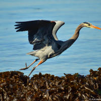 Great Blue Heron / Большая голубая цапля