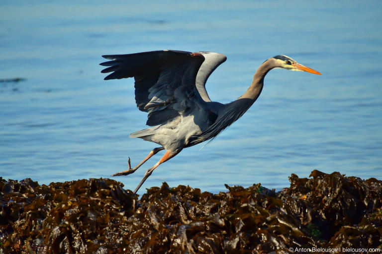 Great Blue Heron