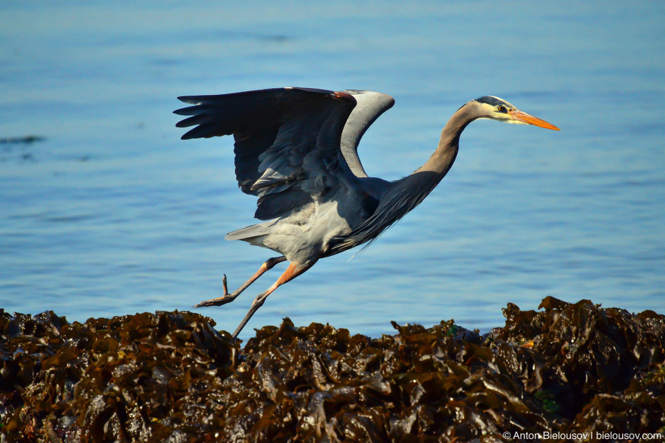 Great Blue Heron — Victoria, BC