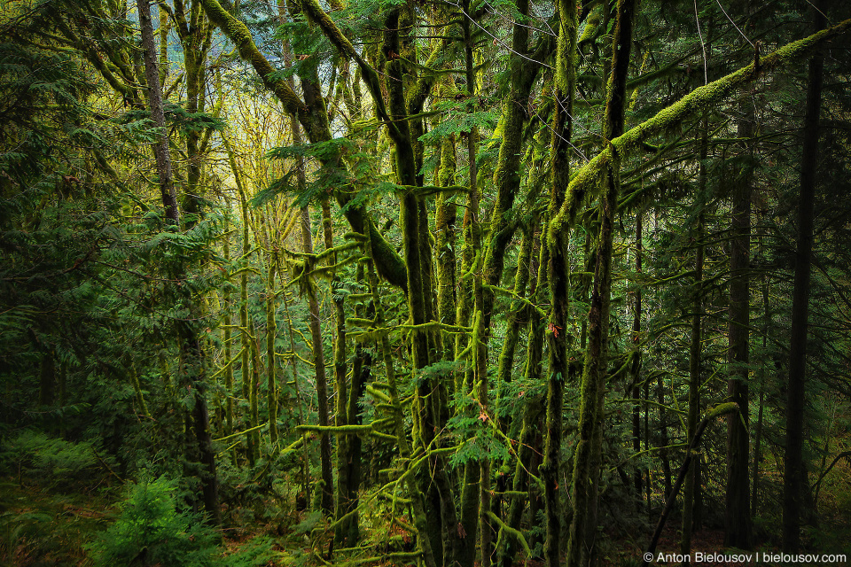 Moss vegetation in forest at Buntzen Lake trail