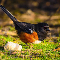 Spotted Towhee / Пятнистый Тауи