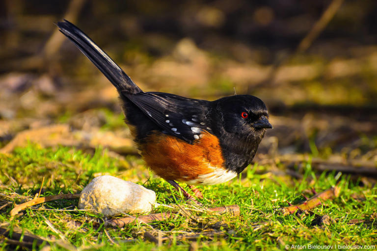 Spotted Towhee