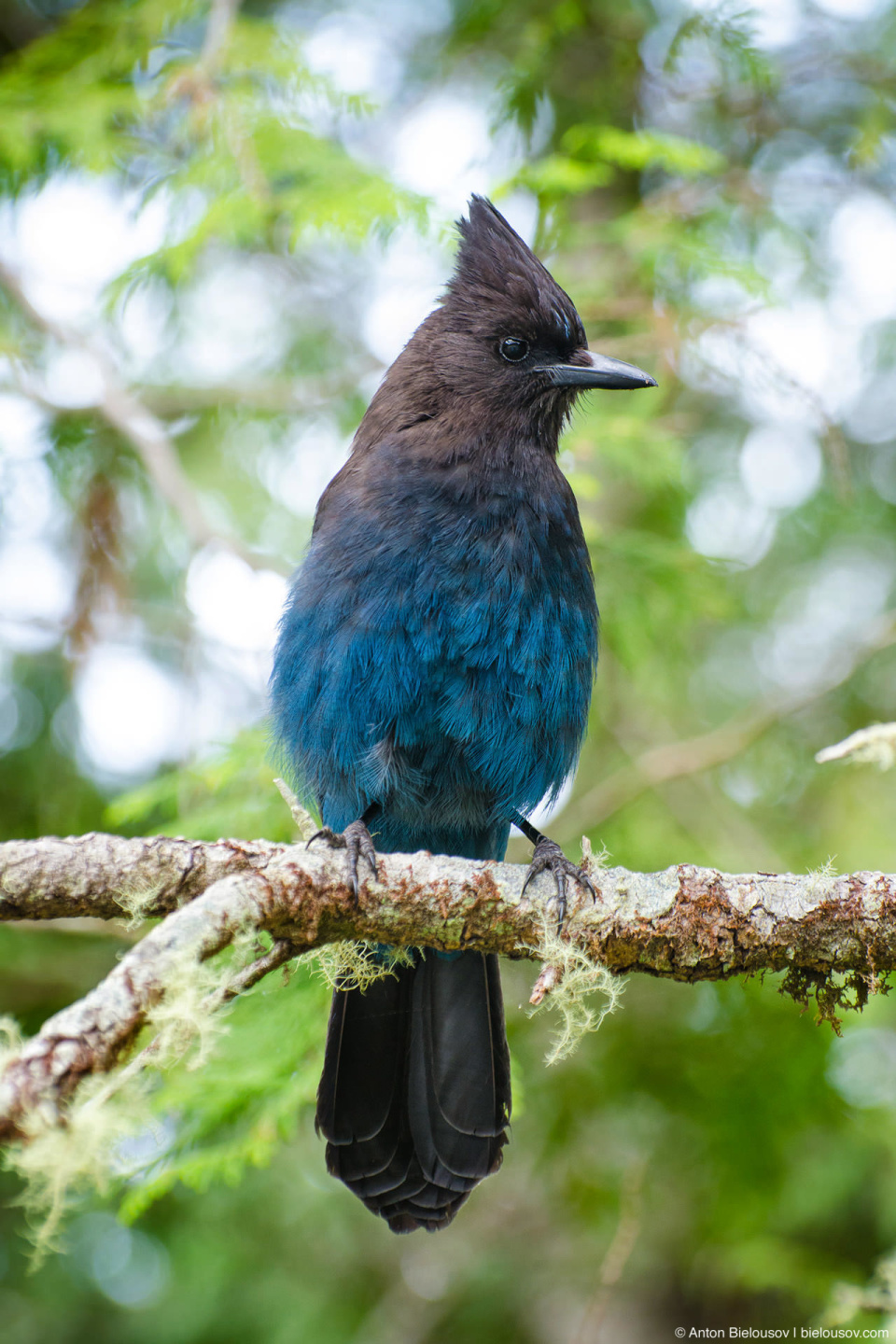 Stellar's Jay / Стеллерова черноголовая голубая сойка Символ Британской Колумбии — их действительно здесь довольно много и иногда бывают навязчивы в попрошайничестве. Встречается только в БиСи и на западном побережье США — от Калифорнии до Аляски.