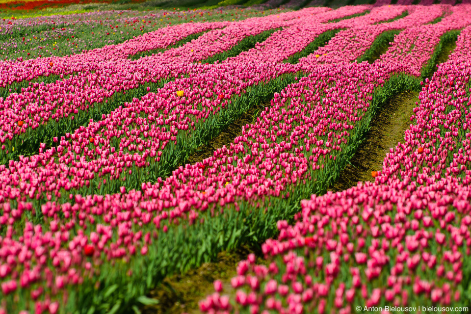 Tulips festival (Agassiz, BC)