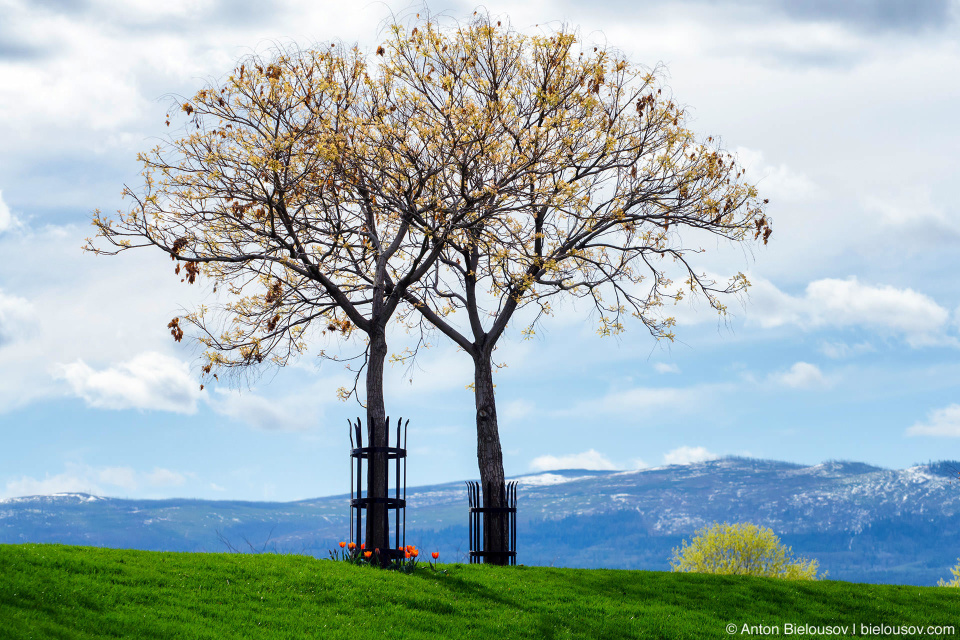 Kelowna waterfront spring trees