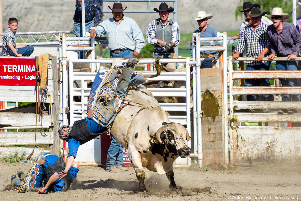 Bull Riding at rodeo in Ashcroft, BC