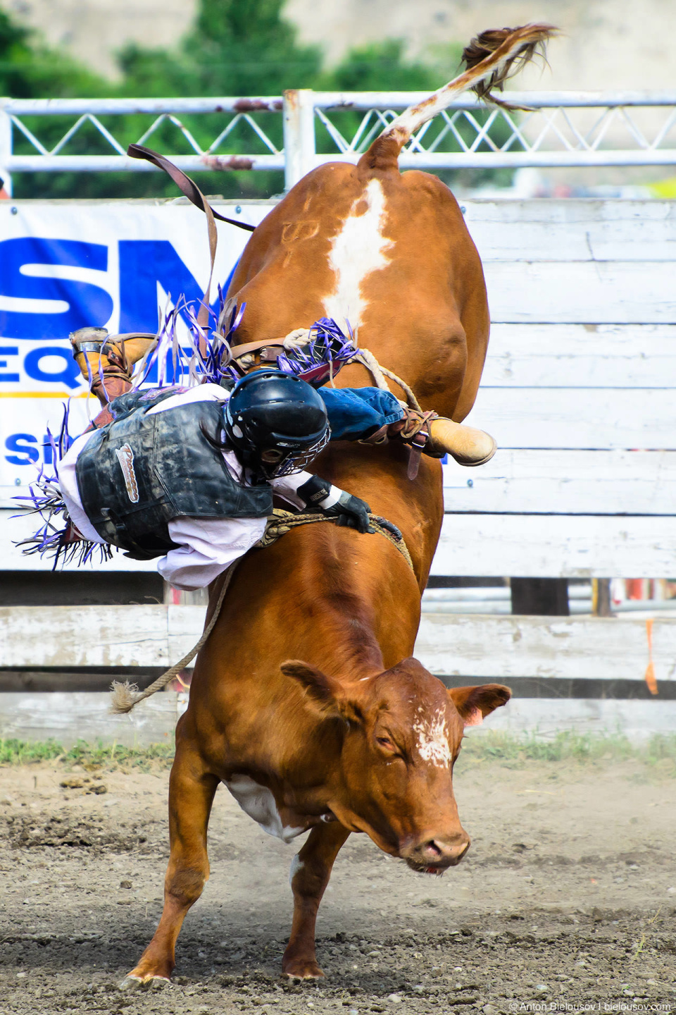 Steer Roping — Это соревнование запрещено на большей части Штатов из-за повышенной травмоопасности как для ковбоя, так и для быка. Я так понял, что опасность заключается в том, как завязывается веревка и как она стягивает быка. Бычки в этом соревновании молодые, не такие большие как в Bull Riding.