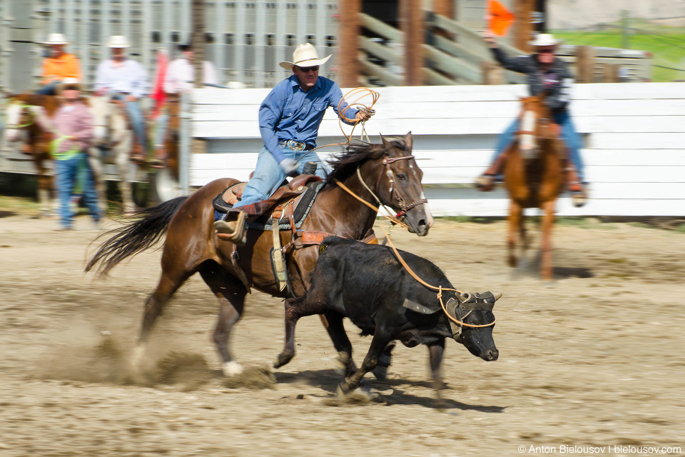 Team roping — rodeo in Ascroft, BC