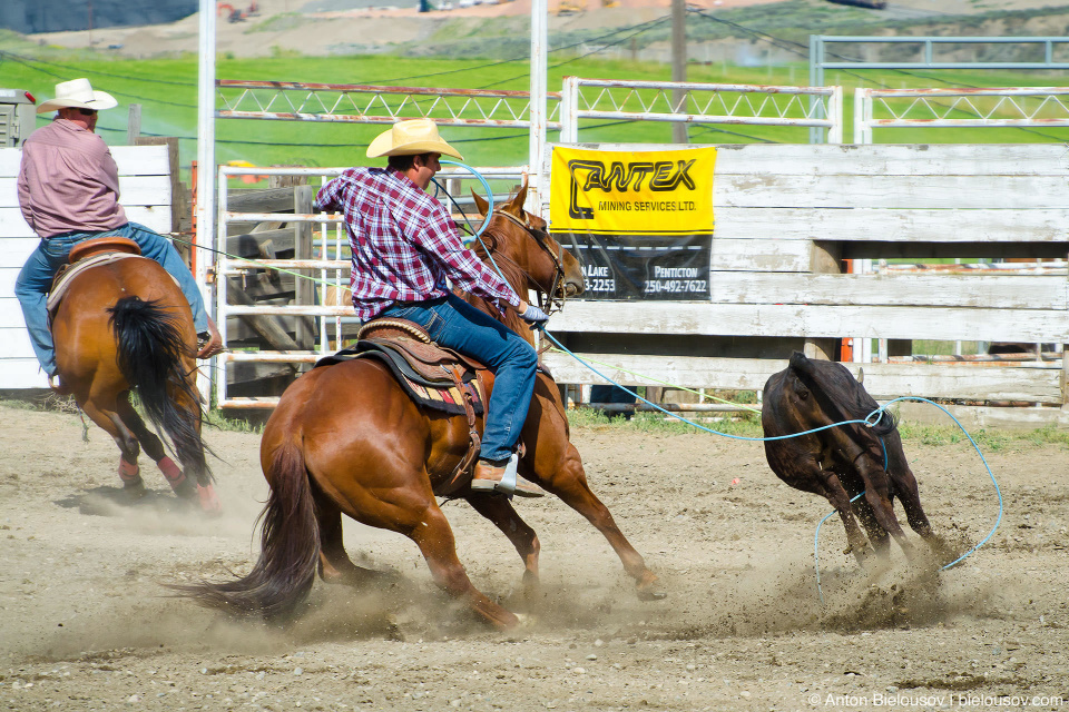 Team roping — rodeo in Ashcroft, BC