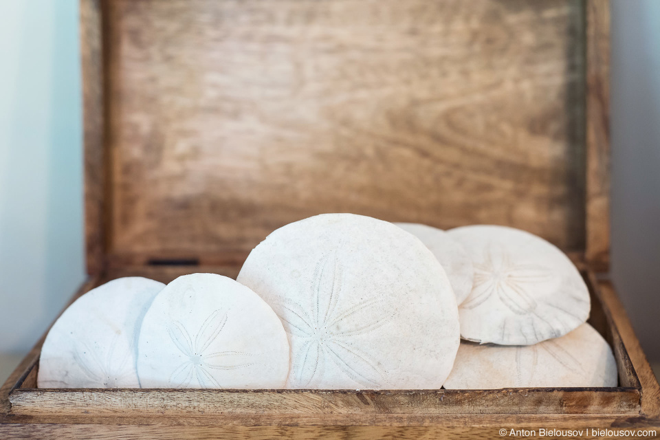 Sand Dollars