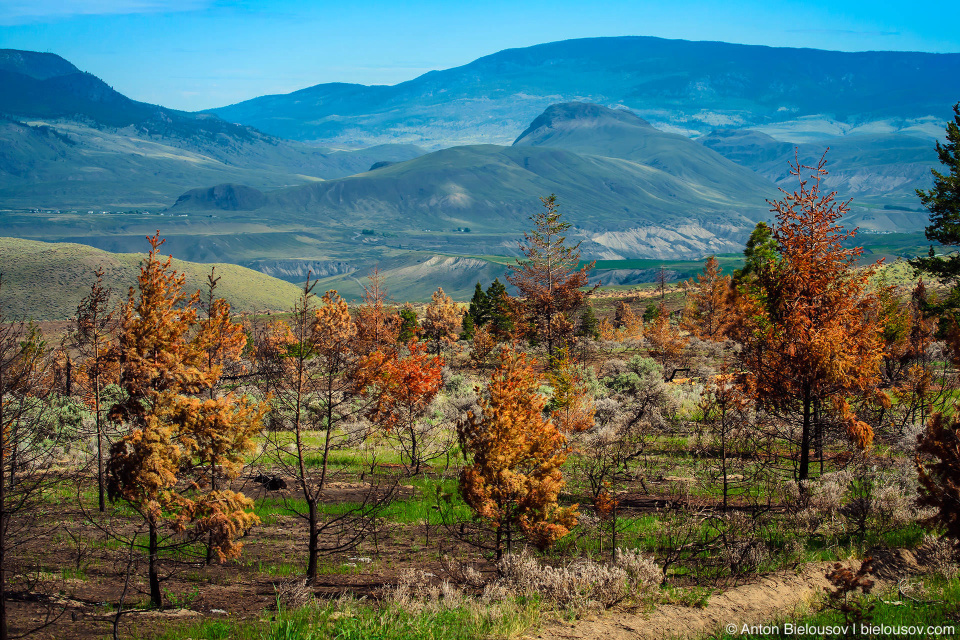 Сожженная земля в прериях Эшкрофта (Ashcroft, BC)