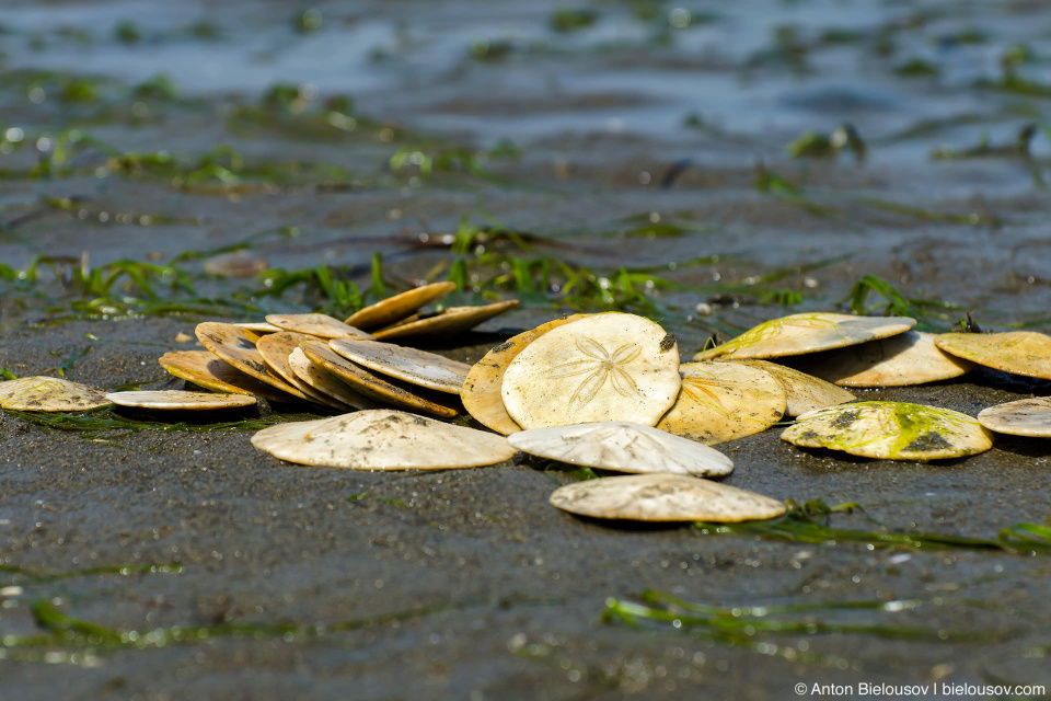 Sand Dollars on Centennial Beach